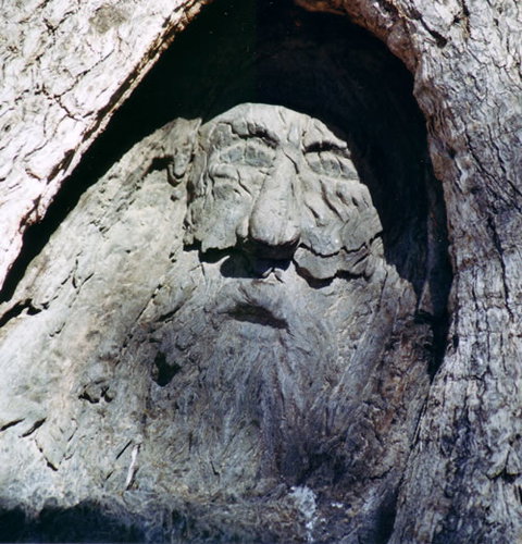 Burke And Wills Dig Tree - Tourism Gold Coast 7