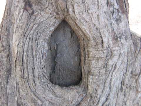 Burke And Wills Dig Tree - Tourism Gold Coast 10