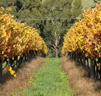 Wild Dog Winery  Restaurant - Tourism Gold Coast