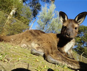Scotchmans Lead VIC Tourism Gold Coast