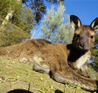 Ballarat Wildlife Park - Tourism Gold Coast