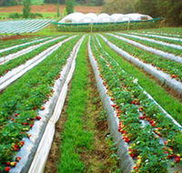 Kookaberry Strawberry Farm - Tourism Gold Coast