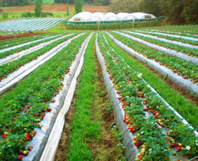 Kookaberry Strawberry Farm - Tourism Gold Coast 0