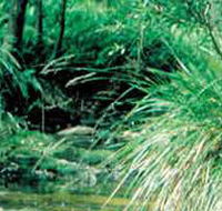 Lerderderg State Park - Gold Coast