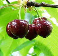 Red Hill Cherry Farm - Gold Coast