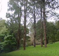 Mount Dandenong Arboretum - Tourism Gold Coast