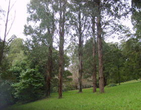 Mount Dandenong Arboretum - Tourism Gold Coast 0
