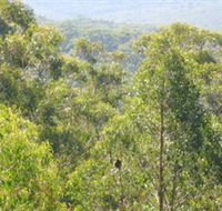 Bunyip State Park - Tourism Gold Coast