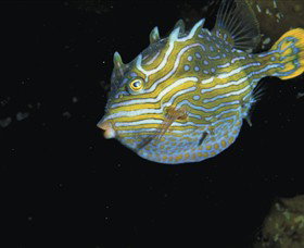 Mushroom Reef Marine Sanctuary - Tourism Gold Coast 0
