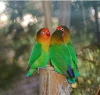 Ballarat Bird World - Tourism Gold Coast