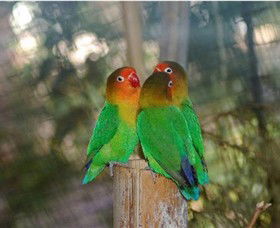 Ballarat Bird World - Tourism Gold Coast 0