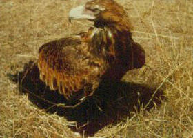 Long Forest Nature Conservation Reserve - Tourism Gold Coast 0