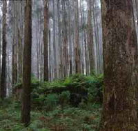 Kinglake National Park - Tourism Gold Coast