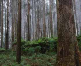 Kinglake National Park - Tourism Gold Coast 0