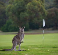 Anglesea Golf Club - Tourism Gold Coast