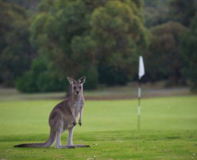 Anglesea Golf Club - Tourism Gold Coast 0
