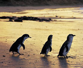 Ventnor VIC Tourism Gold Coast