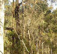Warby-Ovens National Park - Gold Coast