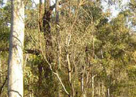 Warby-Ovens National Park - Gold Coast 0