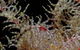 Point Danger Marine Sanctuary - thumb 0