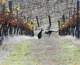 Blue Pyrenees Estate - Tourism Gold Coast 0