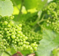Waratah Hills Vineyard - Tourism Gold Coast