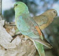 Lake Albacutya Regional Park - Tourism Gold Coast