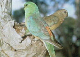 Lake Albacutya Regional Park - Tourism Gold Coast 0