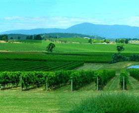 Acacia Ridge Vineyard - Tourism Gold Coast 0