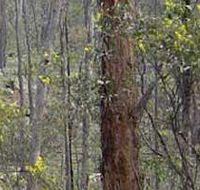 Heathcote-Graytown National Park - Tourism Gold Coast