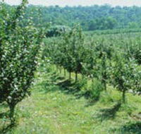 Pettys Orchard - Tourism Gold Coast