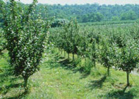 Pettys Orchard - Tourism Gold Coast 0