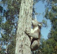 Creswick Regional Park - Tourism Gold Coast