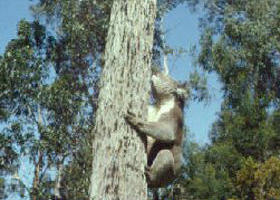 Creswick Regional Park - Tourism Gold Coast 0