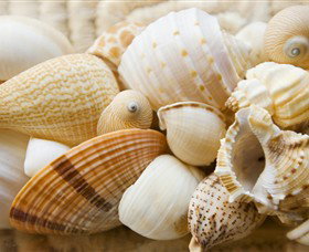 Anglesea Beach Club - Tourism Gold Coast 0