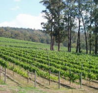 Piedmont Vineyard - Tourism Gold Coast