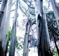 Dandenong Ranges National Park - Tourism Gold Coast