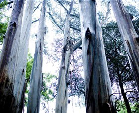 Dandenong Ranges National Park - Tourism Gold Coast 0