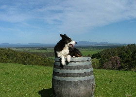 Windy Ridge Vineyard And Winery - Tourism Gold Coast 0
