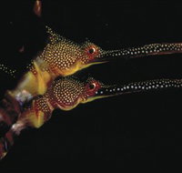 Eagle Rock Marine Sanctuary - Gold Coast