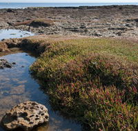 Ricketts Point Marine Sanctuary - Tourism Gold Coast