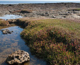 Ricketts Point Marine Sanctuary - Tourism Gold Coast 0