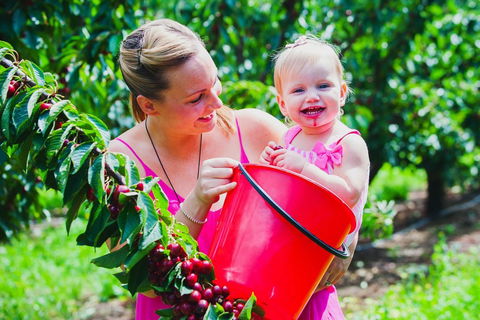 Cherryhill Orchards - Tourism Gold Coast 0