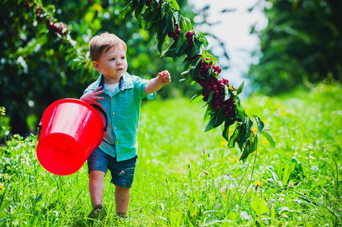 Cherryhill Orchards - Tourism Gold Coast 2