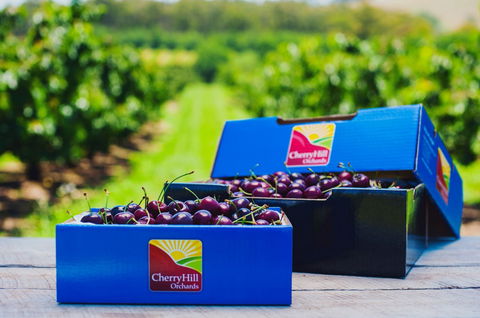 Cherryhill Orchards - Tourism Gold Coast 3