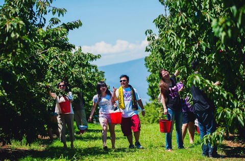 Cherryhill Orchards - Tourism Gold Coast 4