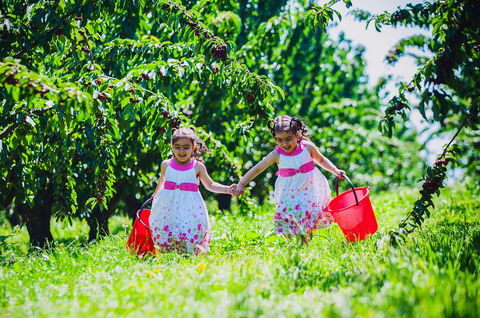Cherryhill Orchards - Tourism Gold Coast 6