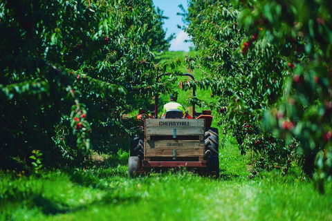 Cherryhill Orchards - Tourism Gold Coast 7