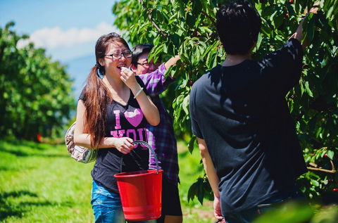 Cherryhill Orchards - Tourism Gold Coast 9
