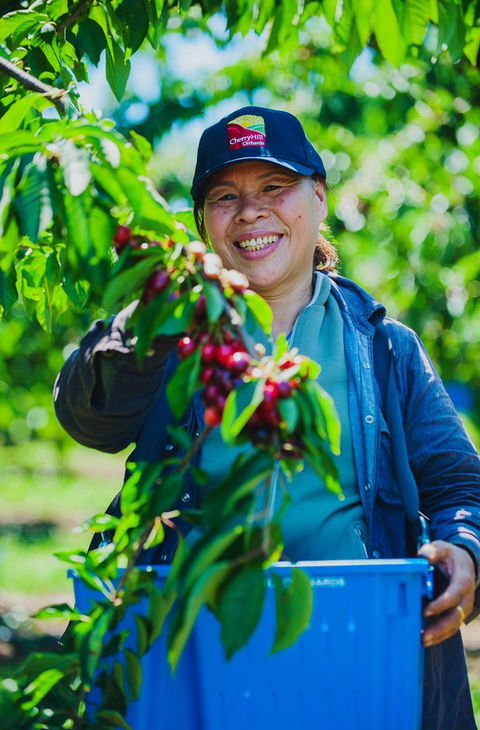Cherryhill Orchards - Tourism Gold Coast 11
